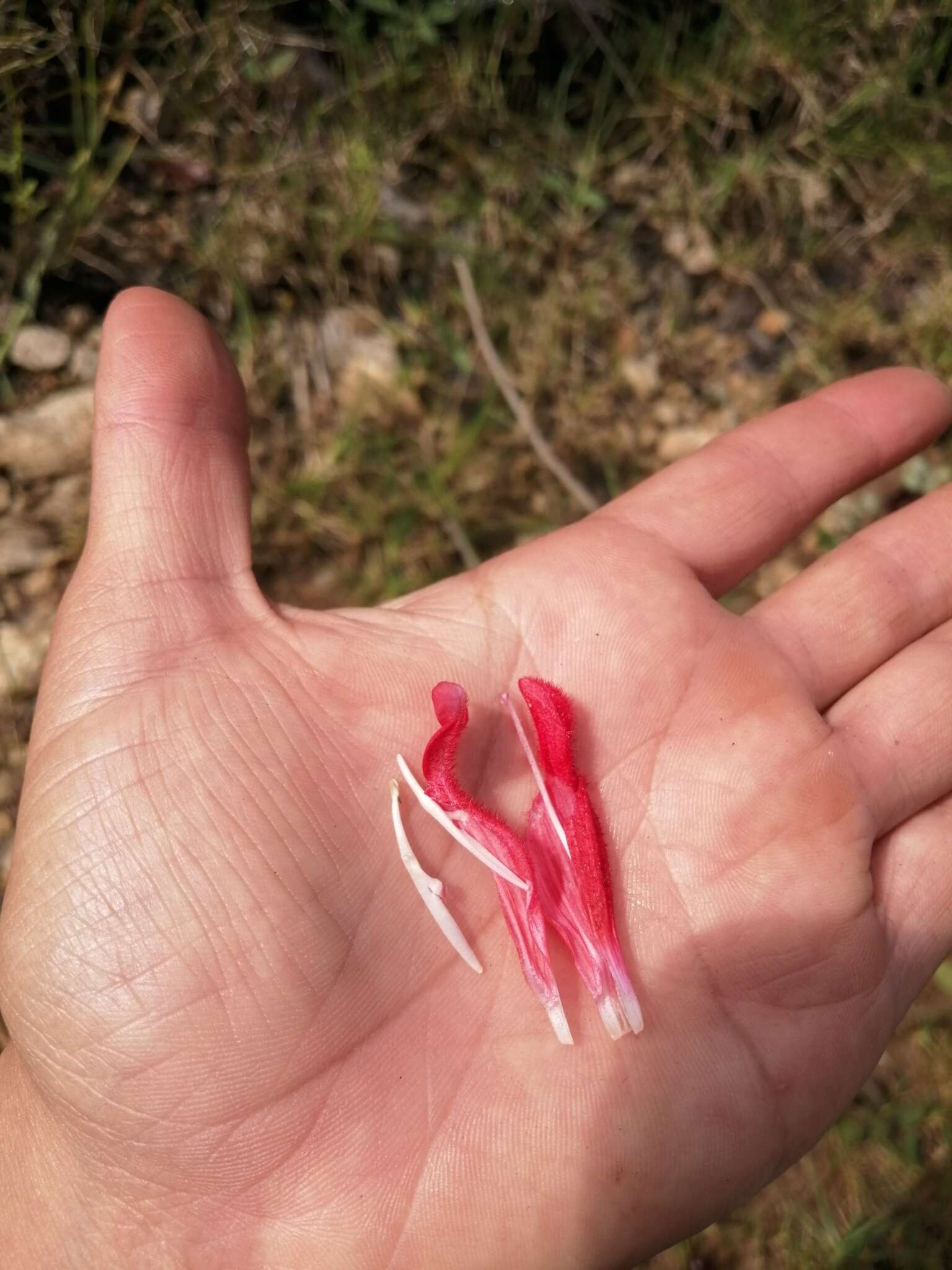 Imagem de Salvia disjuncta Fernald