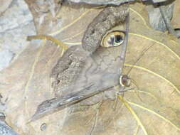 Image de Cyligramma fluctuosa Drury 1773