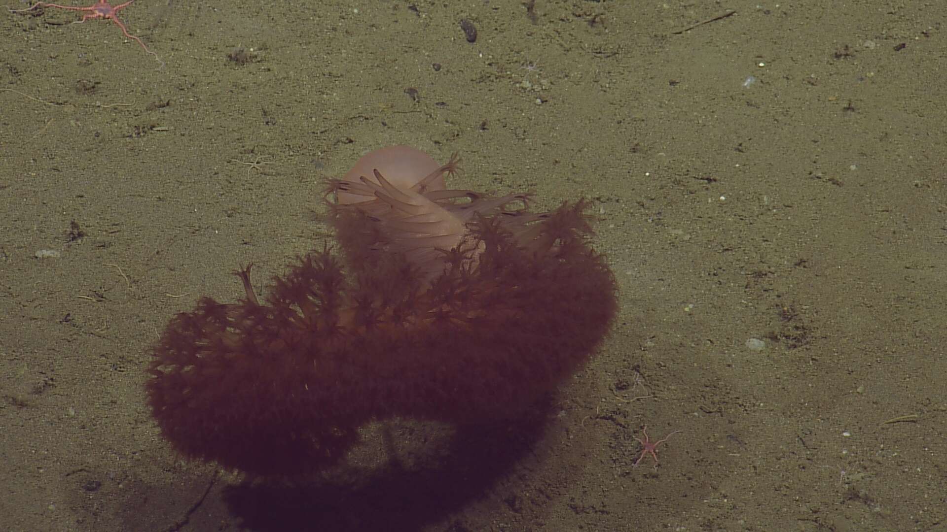 Image of full-flowered sea pen