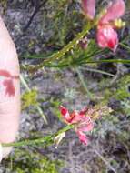 Plancia ëd Indigofera triquetra E. Mey.