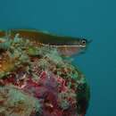 Image of Derawan combtooth-blenny