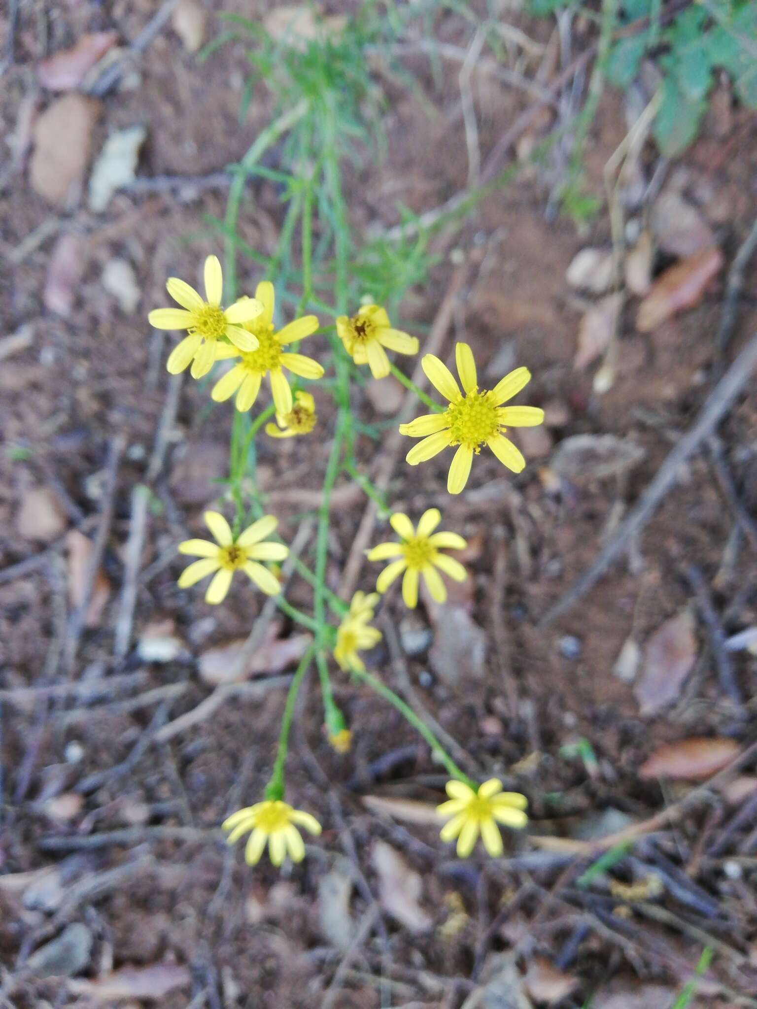 Image of Senecio burchellii DC.