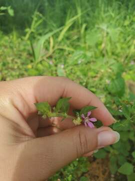 Cuphea strigulosa Kunth的圖片