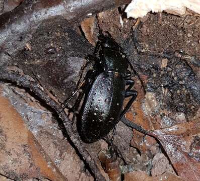 Image of Carabus (Oreocarabus) hortensis Linnaeus 1758