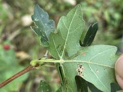 صورة Stigmella aceris (Frey 1857) Gerasimov 1952