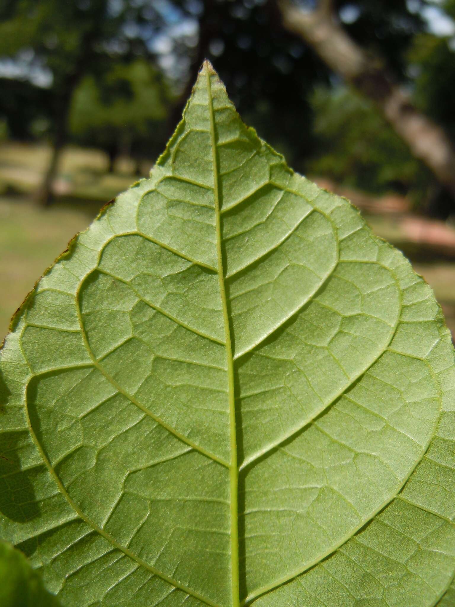 Image of Campomanesia aromatica (Aubl.) Grisebach