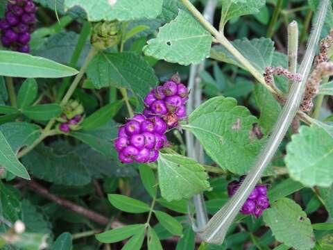 Image of Lantana ukambensis (Vatke) Verdc.