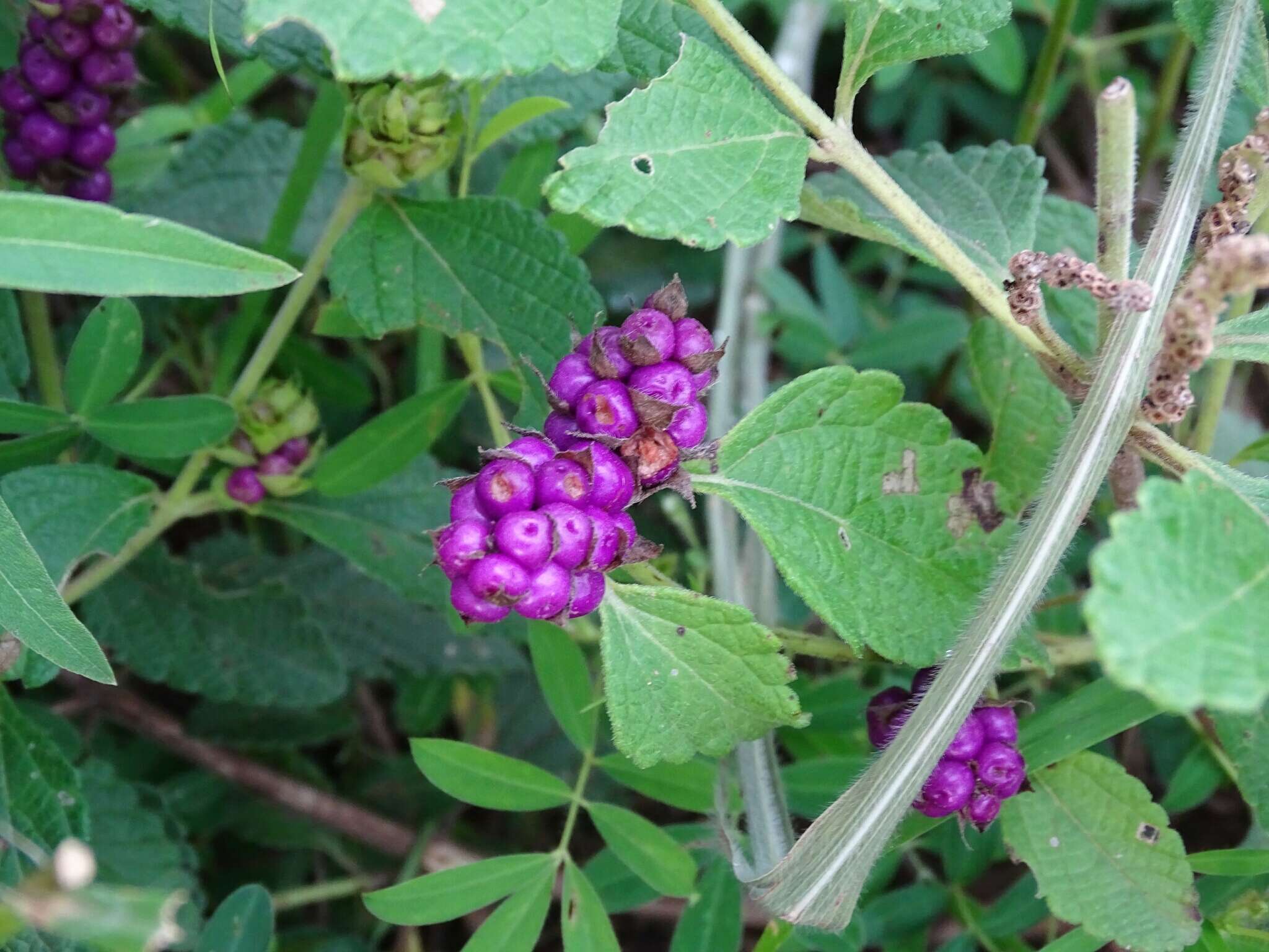 Plancia ëd Lantana ukambensis (Vatke) Verdc.