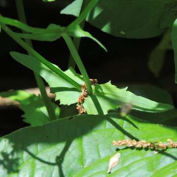 Image of navel cornsalad