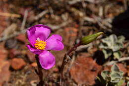 صورة Anacampseros lanceolata subsp. nebrownii (Poelln.) M. Gerbaulet