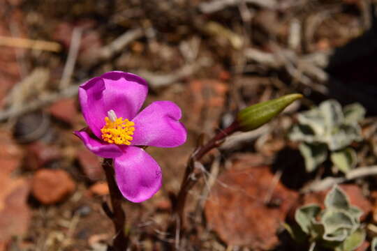 صورة Anacampseros lanceolata subsp. nebrownii (Poelln.) M. Gerbaulet