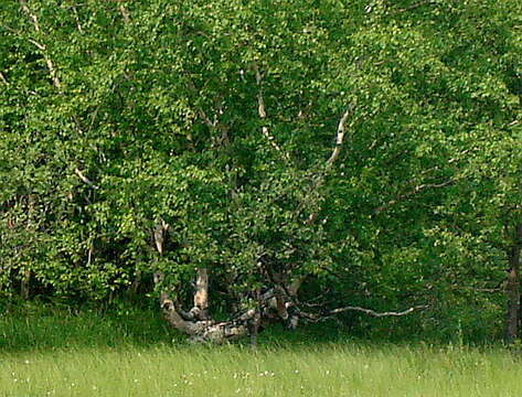 Image of Erman's Birch