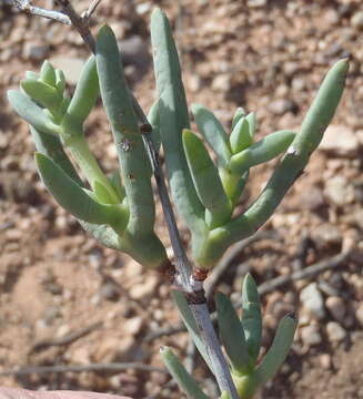 Image of Lampranthus affinis L. Bol.