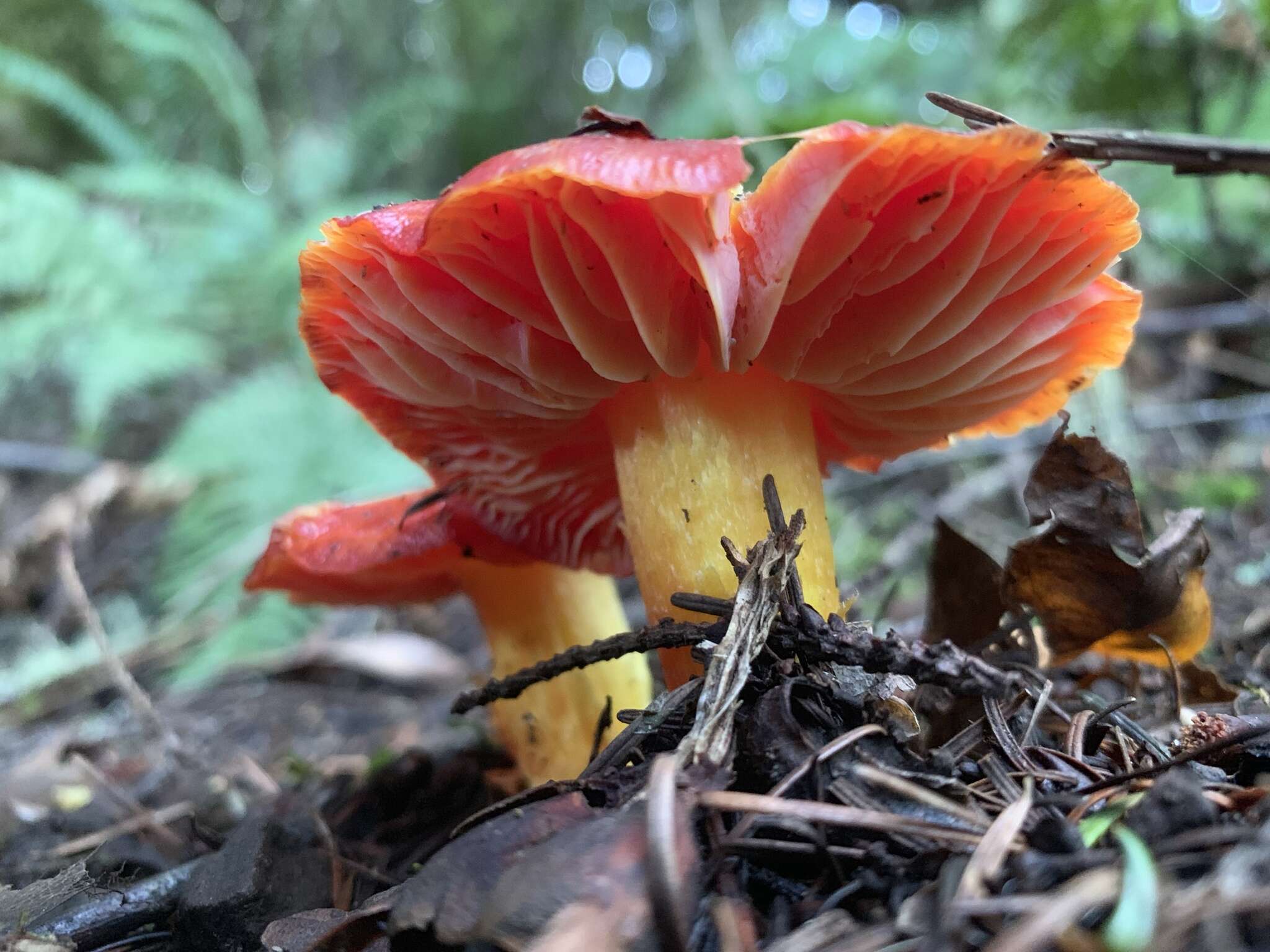 Imagem de Hygrocybe laetissima (A. H. Sm. & Hesler) Singer 1951