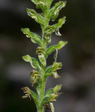 Image of Ponthieva schaffneri (Rchb. fil.) E. W. Greenw.