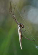 Image of Argiope protensa L. Koch 1872