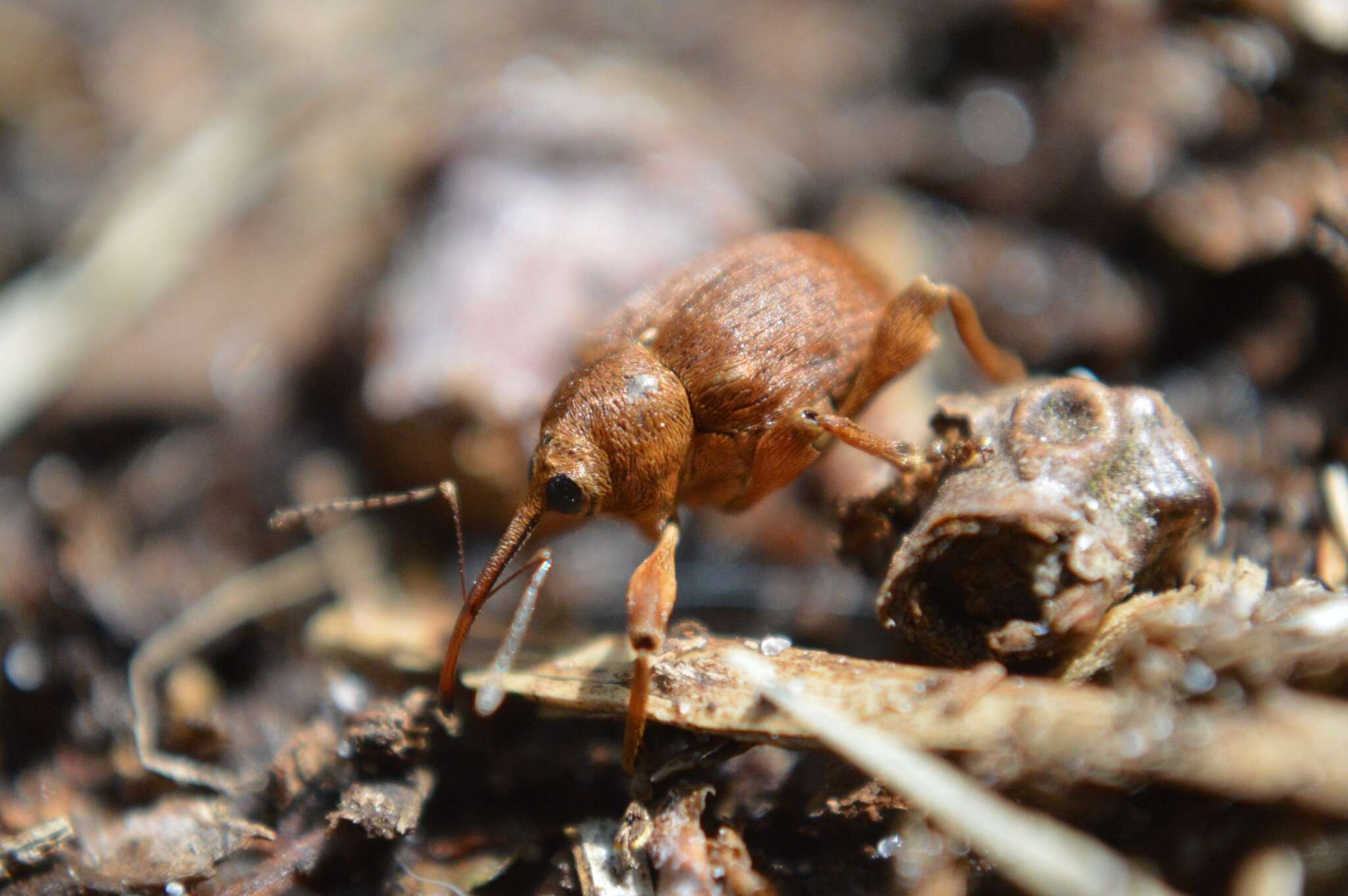 Imagem de Curculio pellitus (Boheman 1843)