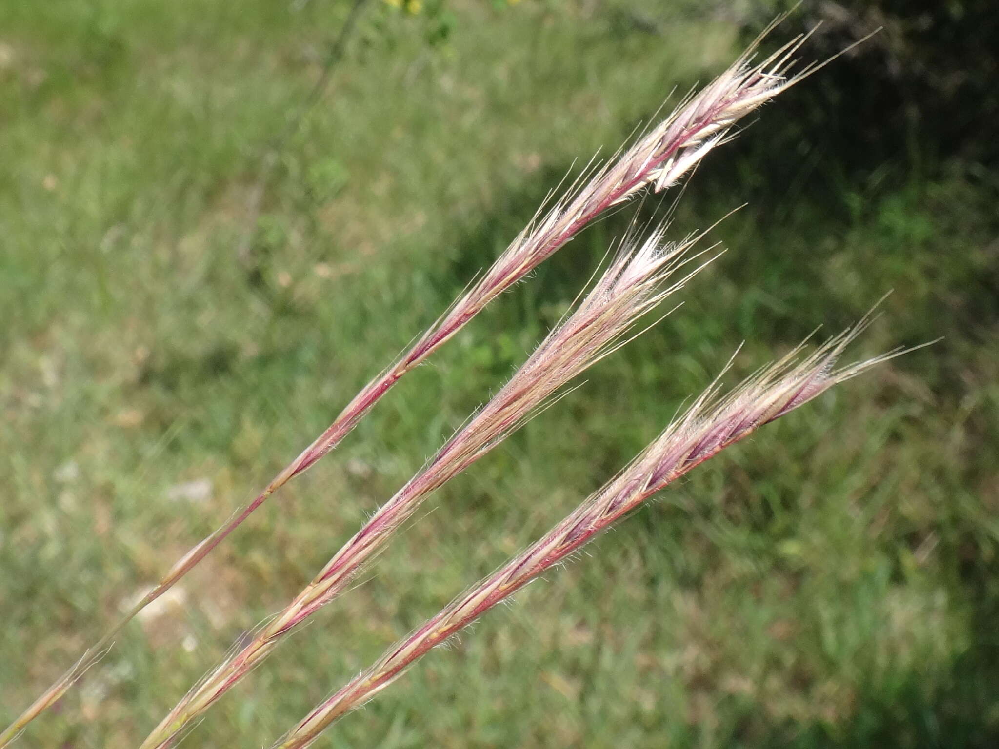 صورة Festuca subuliflora Scribn.