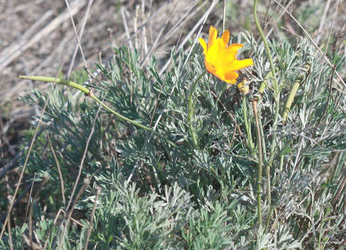 Image of California poppy