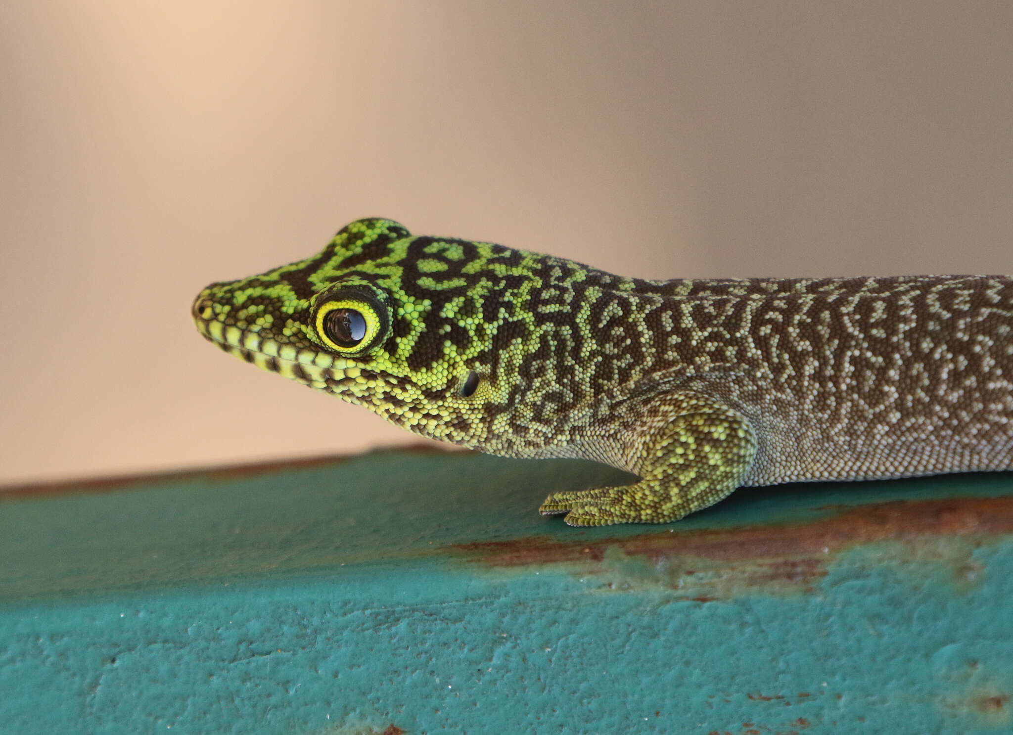 Image of Standing's Day Gecko