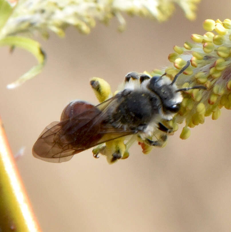 Image of Andrena erythrogaster (Ashmead 1890)