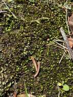 Image of Bush's fissidens moss