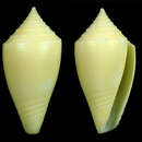 صورة Conus bahamensis Vink & Röckel 1995