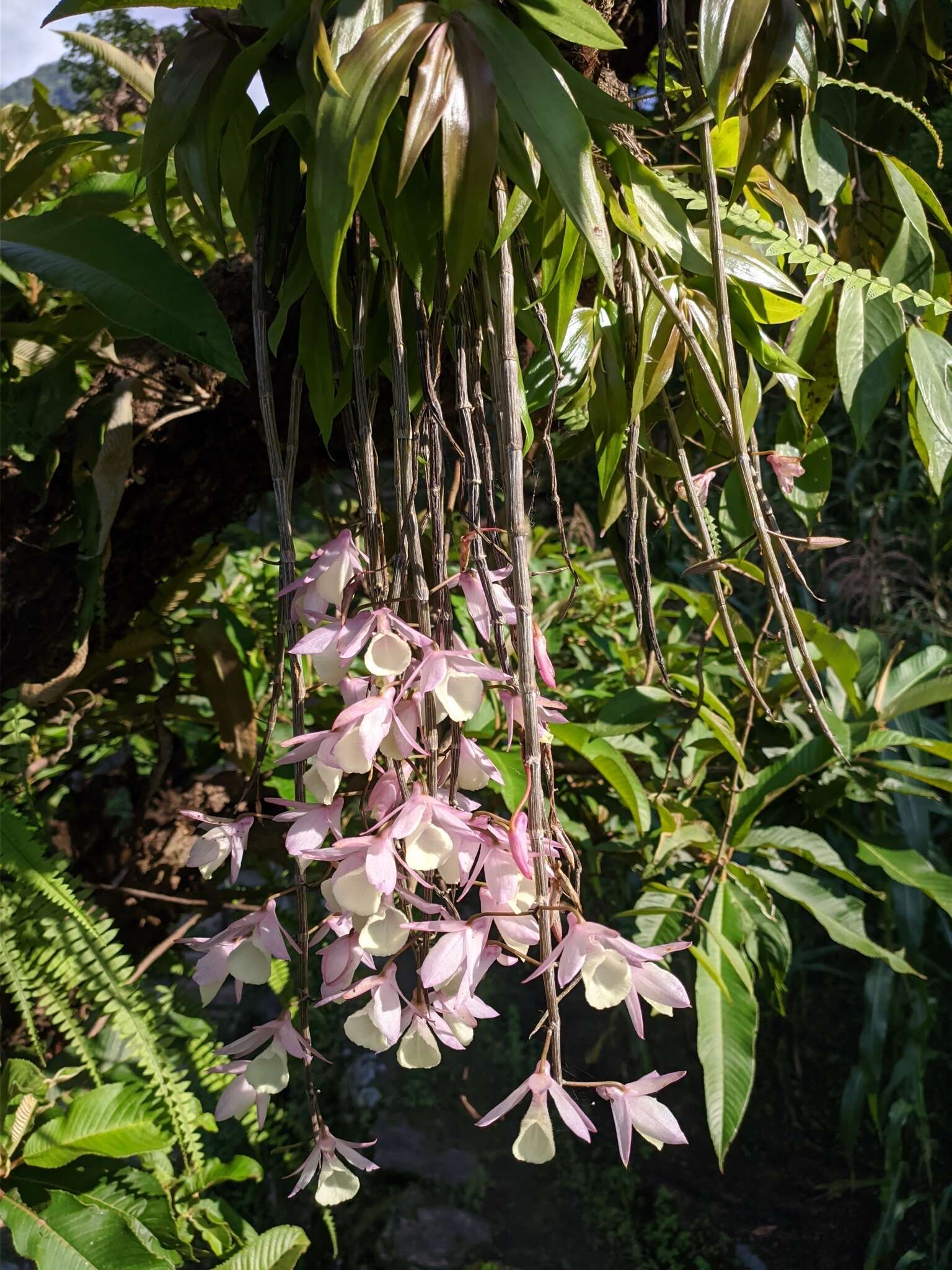 Image of Hooded orchid