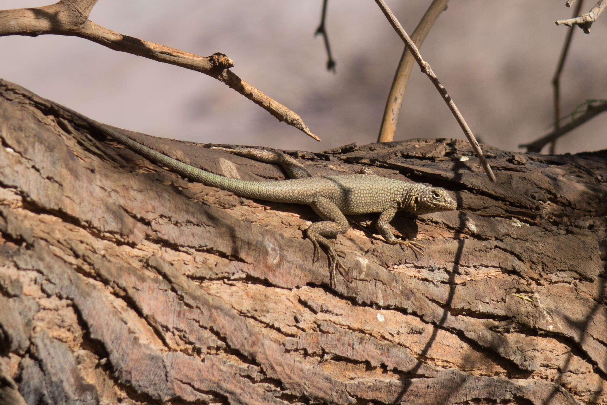 Plancia ëd Microlophus theresioides (Donoso-barros 1966)