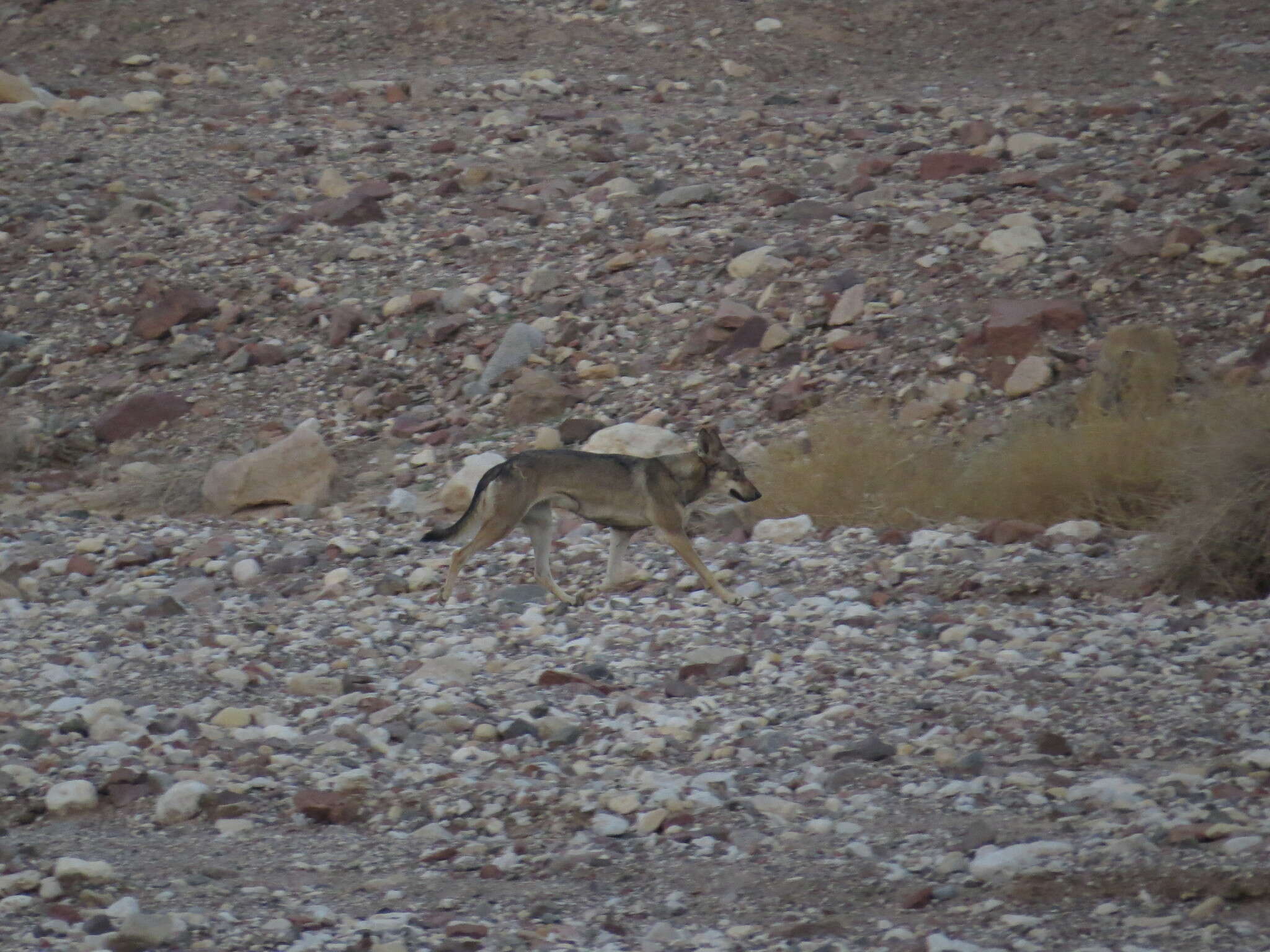 Image of Arabian wolf