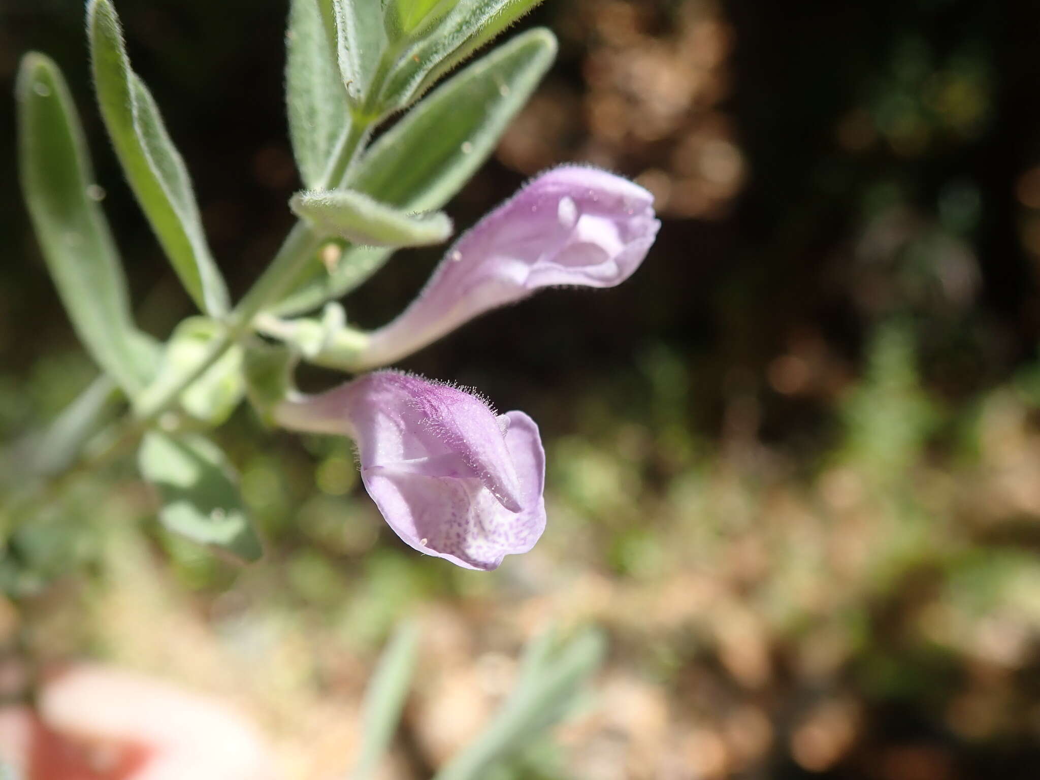 Image of Gray-Leaf Skullcap