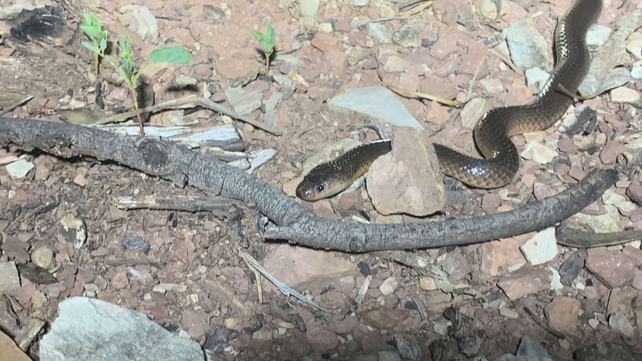 Image of Northern Small-eyed Snake