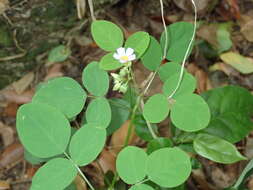 Sivun Oxalis barrelieri L. kuva