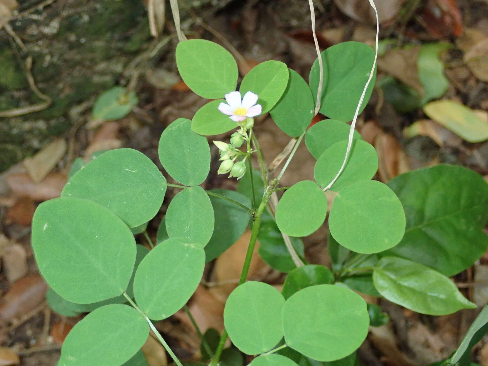 Слика од Oxalis barrelieri L.