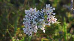 Image of Phylica lachneaeoides Pillans