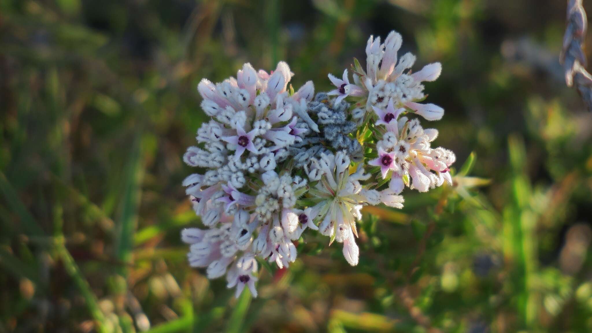 Image of Phylica lachneaeoides Pillans