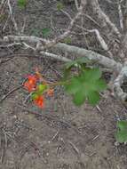 Image of Jatropha nudicaulis Benth.