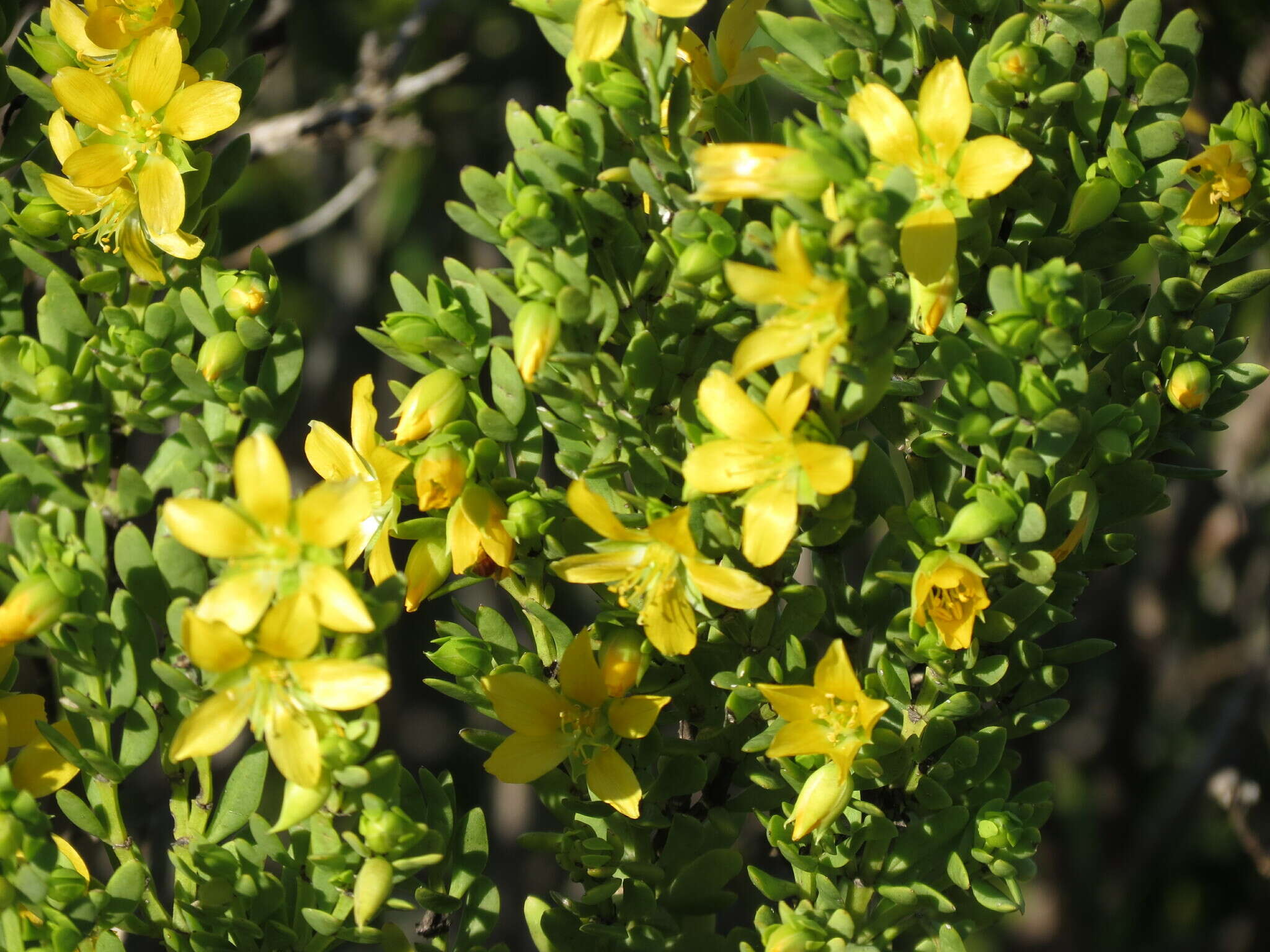 Image of Roepera fuscata (Van Zyl) Beier & Thulin