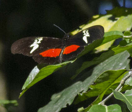 Image of Heliconius hortense Guérin-Ménéville (1829)