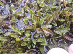 Image of Caltha obtusa Cheesem.