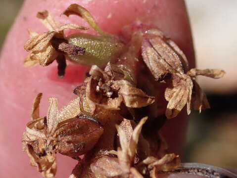 Image de Satyrium retusum Lindl.