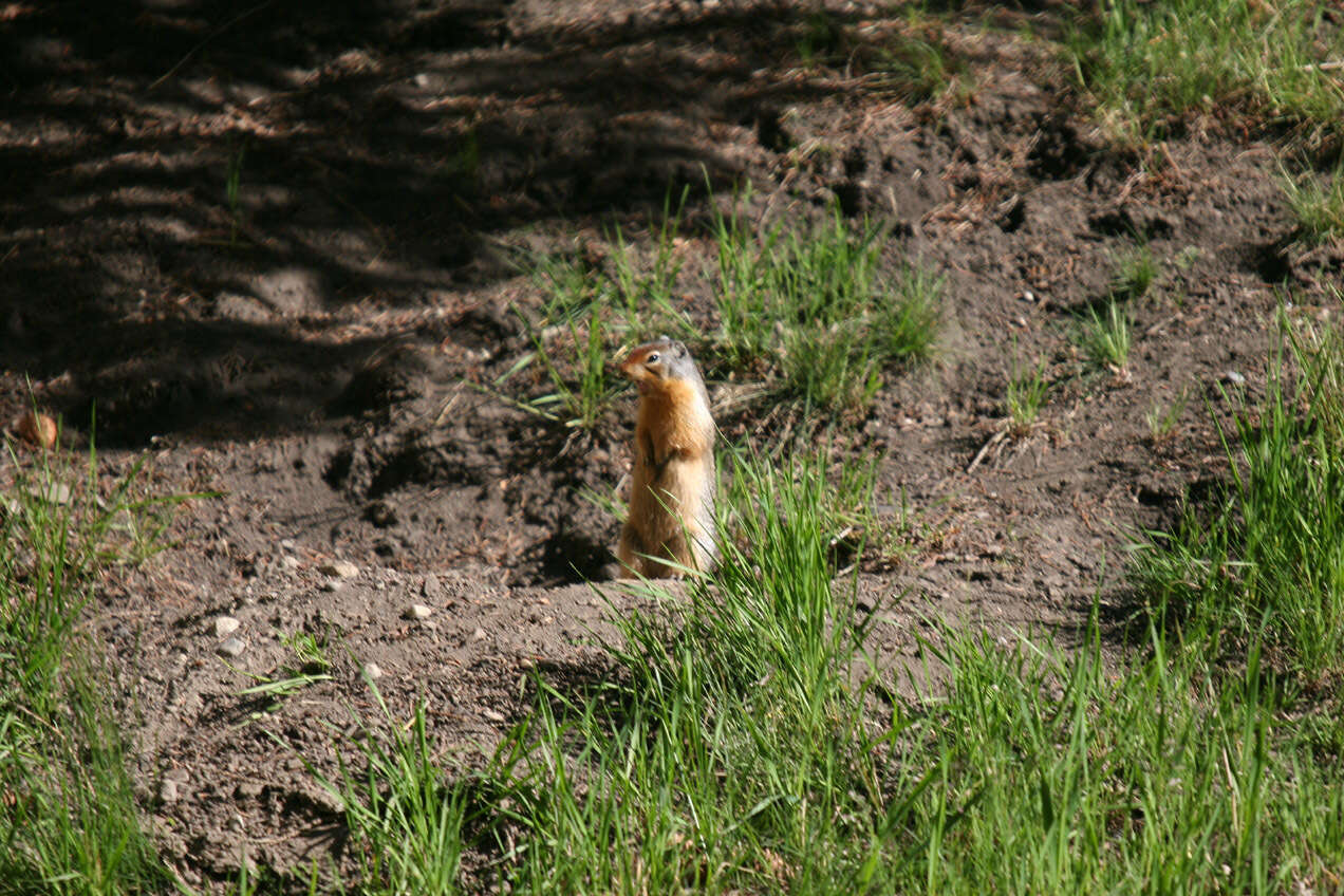 Image of Columbian ground squirrel