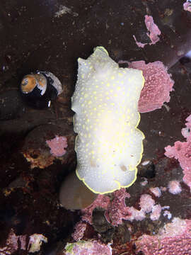 Image of Cadlina luteomarginata MacFarland 1966