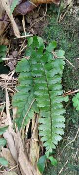 Hymenasplenium apogamum (N. Murak. & Hatan.) Nakaike resmi