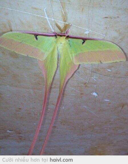 Image of Chinese Luna Moth