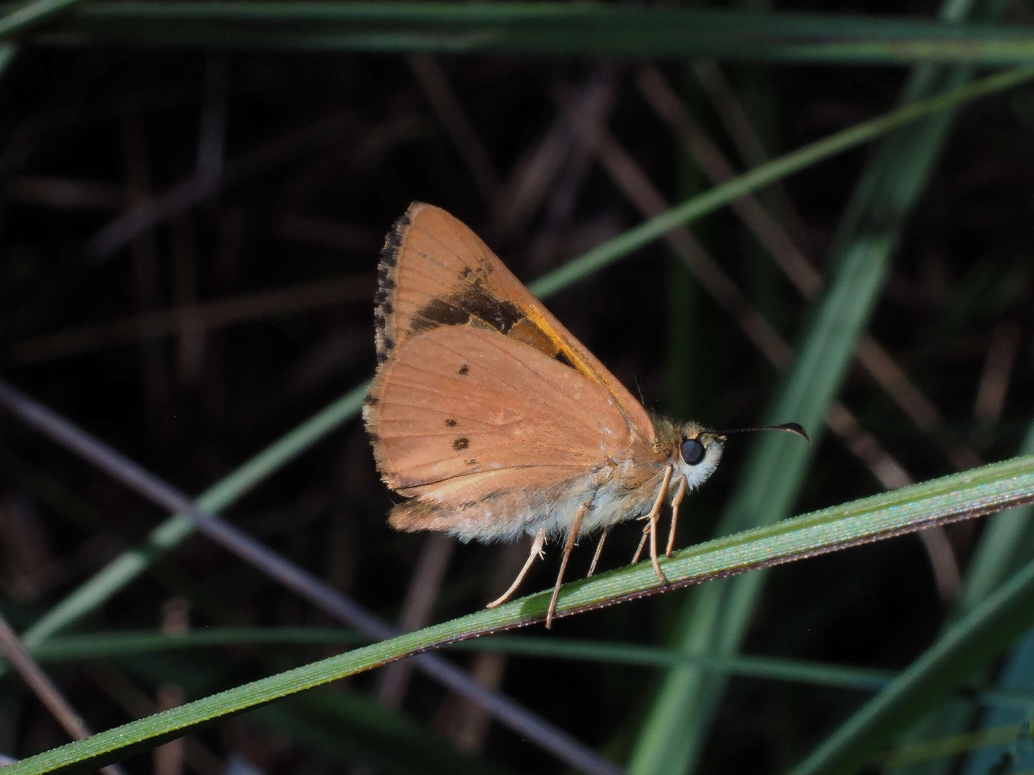 Image of Hesperilla idothea Miskin 1889