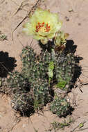 Image de Echinocereus papillosus Linke ex Rümpler