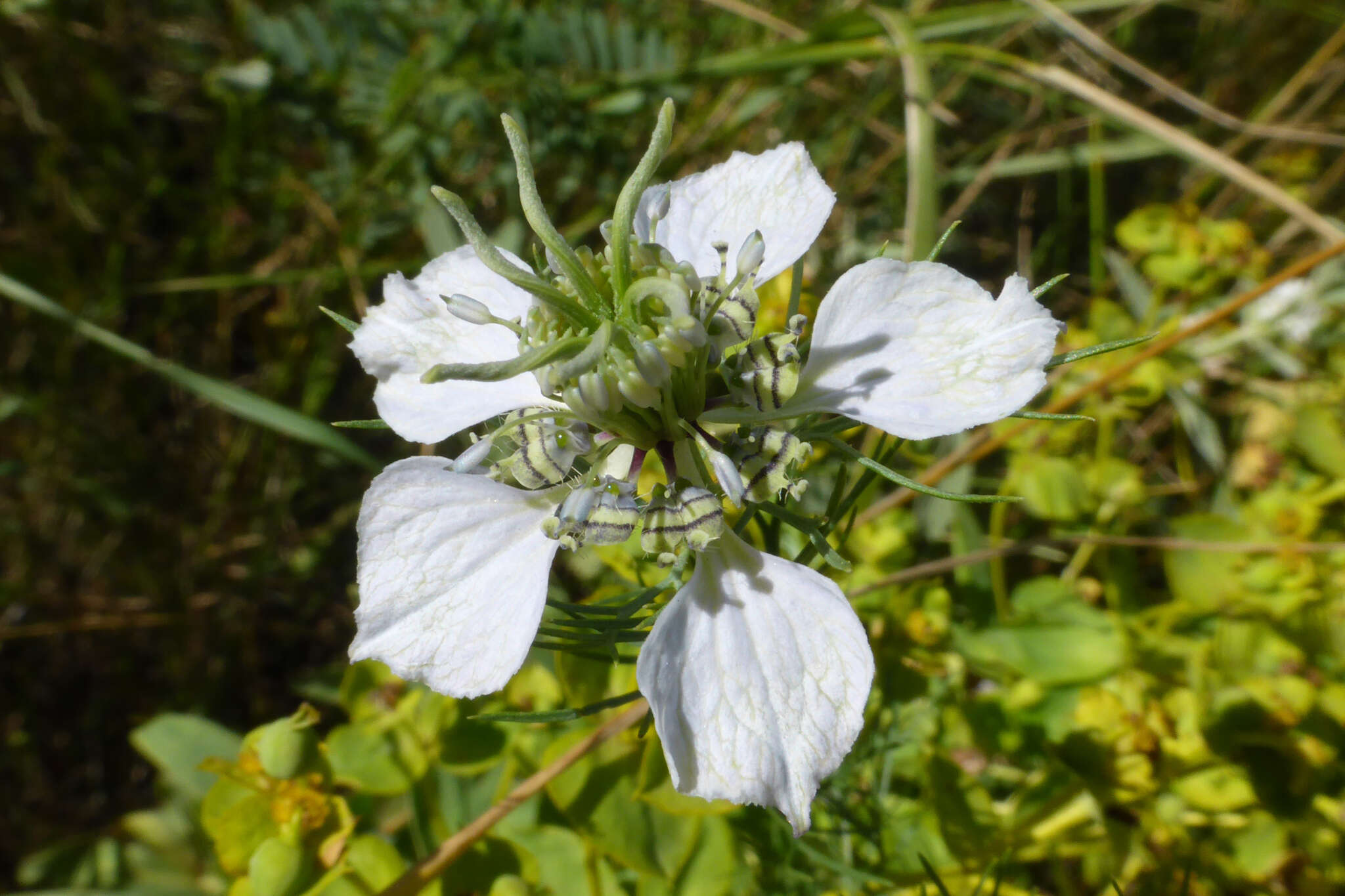 Image of black bread weed