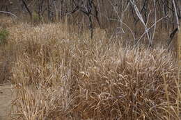 Image of giant wildrye