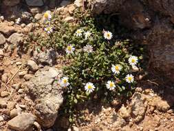 Image de Bellium fausse pâquerette